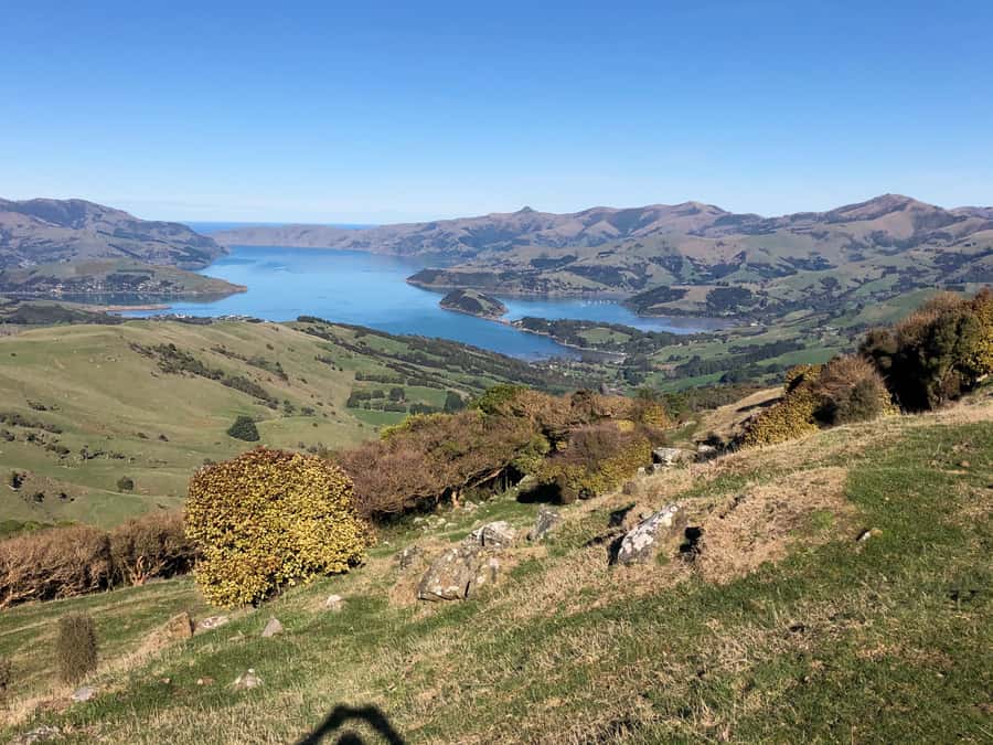 Akaroa: Scenic Coastline Wildlife Cruise - Key points worth knowing