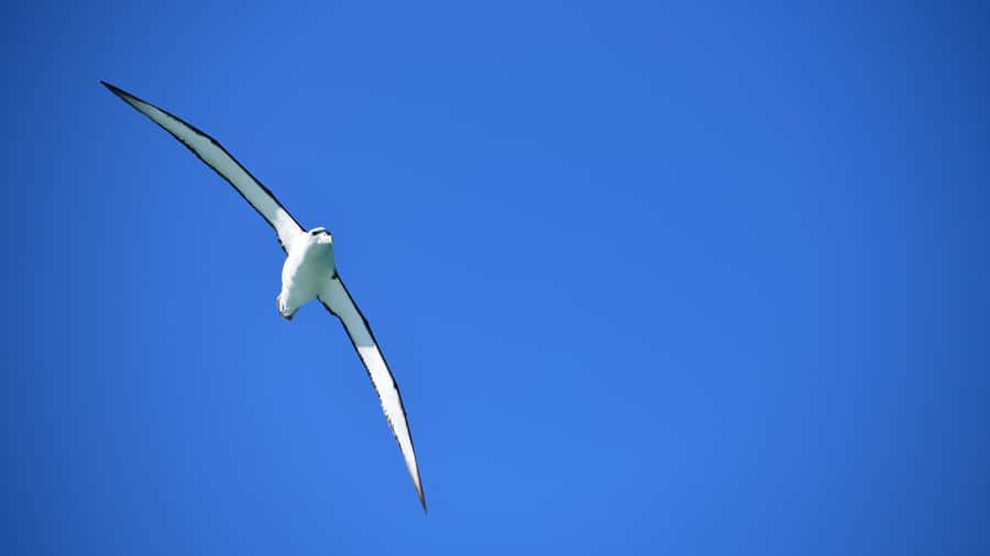 Akaroa: Scenic Coastline Wildlife Cruise - FAQ