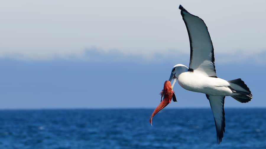 Akaroa: Scenic Coastline Wildlife Cruise - Getting to Drummonds Jetty and Wairiri’s Real-Boat Feel