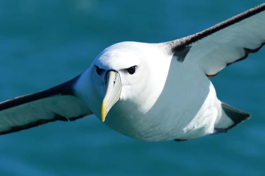 Akaroa: Scenic Coastline Wildlife Cruise - Wildlife Watching: Dolphins, Penguins, and Seabirds Without the Stress