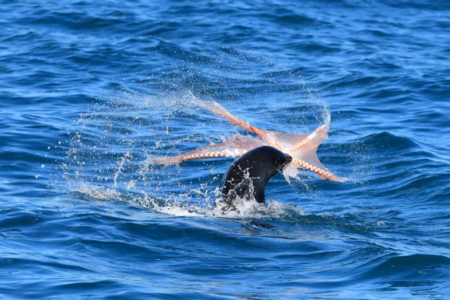Akaroa: Scenic Coastline Wildlife Cruise - Should You Book Coast Up Close in Akaroa?