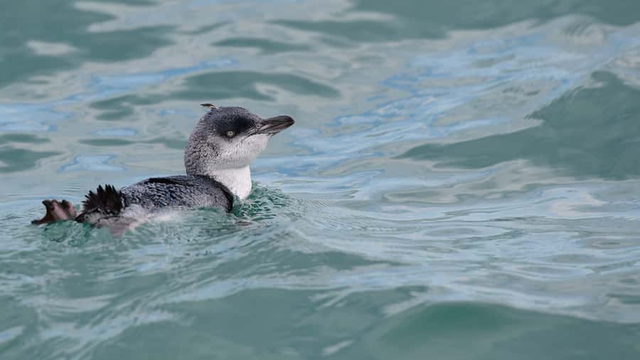 Akaroa: Scenic Coastline Wildlife Cruise - Why Captain Tony’s Stories Make the Coastline Click