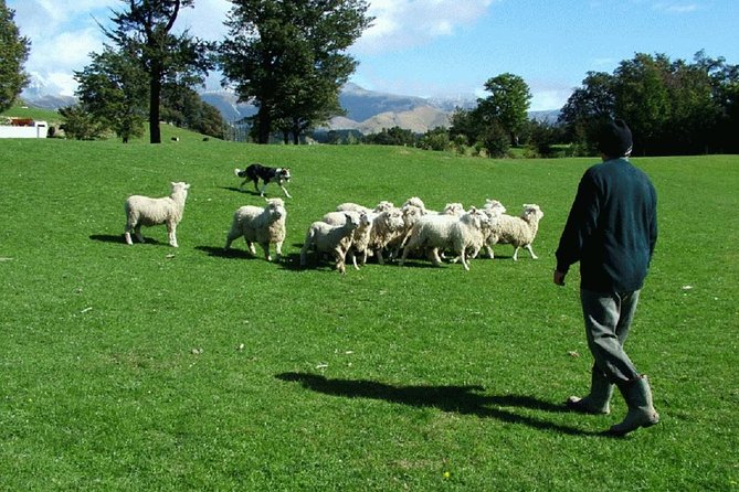 Akaroa Shore Excursion: Akaroa Harbour and Sheep Farm Local Tour - A 2.5-hour Akaroa overview built for cruise timing