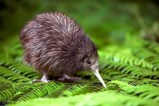 Akaroa Shore Excursion: Banks Peninsula, Christchurch City Tour and Willowbank Wildlife Reserve - Quick hits before you go