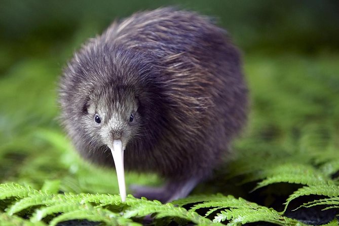 Akaroa Shore Excursion: Banks Peninsula, Christchurch City Tour and Willowbank Wildlife Reserve - Price and Value: Is $123.49 Per Person Fair?