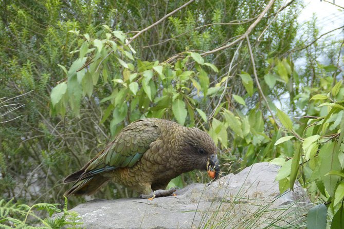Akaroa Shore Excursion: Banks Peninsula, Christchurch City Tour and Willowbank Wildlife Reserve - Group Size, Meeting Point Clarity, and the “On-Time” Goal