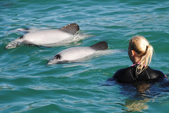 Akaroa Swim with Dolphins Tour from Christchurch - Quick hits: what makes this Akaroa dolphin swim special