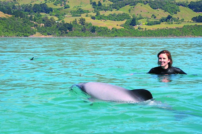 Akaroa Swim with Dolphins Tour from Christchurch - Swimming with Hector’s dolphins: what the rules mean for your experience