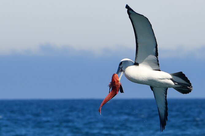 Akaroa Wildlife Cruise - What wildlife you should realistically watch for (and how sightings happen)