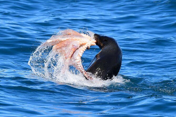 Akaroa Wildlife Cruise - Comfort tips: what to plan for on an Akaroa wildlife cruise