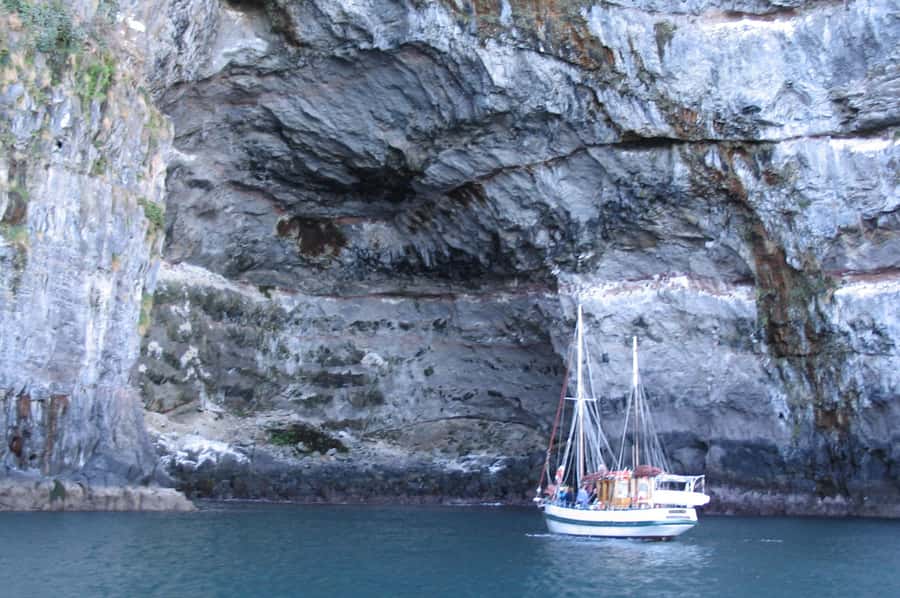 Akaroa: Wildlife Cruise with Dolphins and Penguins - Hector’s dolphins plus a real sailing boat, not a speedboat safari