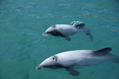 Wildlife Cruise with Dolphins and Penguins
