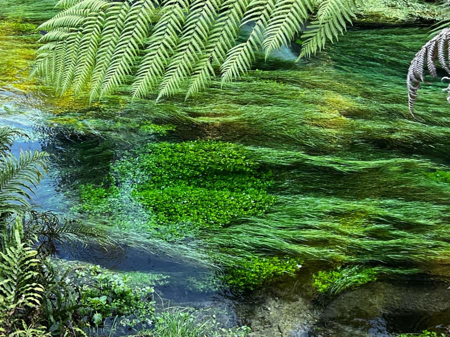 AKL: Te Puia Maori Haka, Kiwi Birds, Redwood & Blue Springs - Key things to know before you go