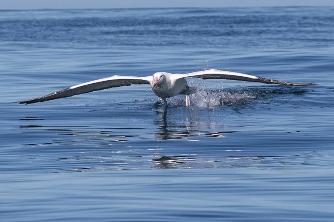 Albatross, seals, and sea birds-Wildlife Cruise - Port Chalmers to Otago Peninsula, in a short wildlife window