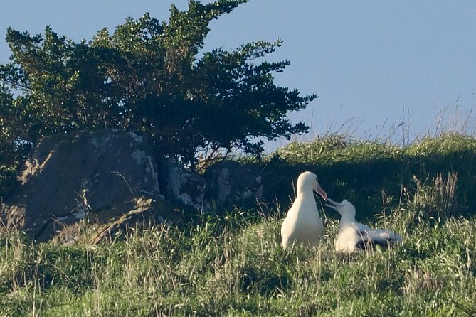 Albatross, seals, and sea birds-Wildlife Cruise - Captain Rachel’s onboard commentary, and why it changes the whole experience