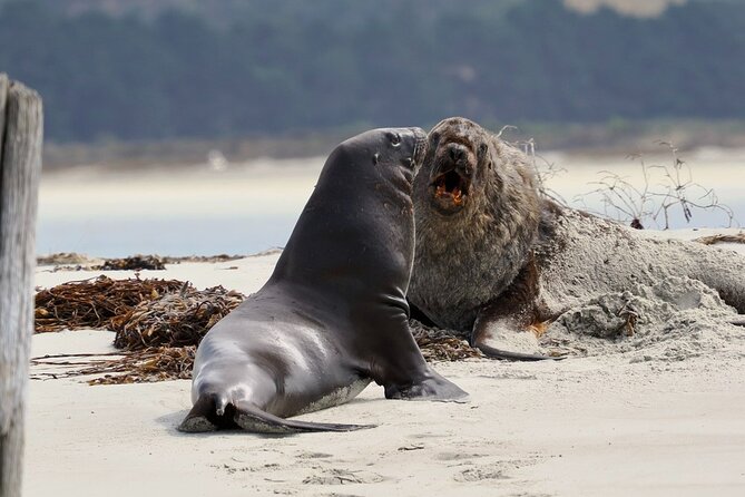 Albatross, seals, and sea birds-Wildlife Cruise - The route story: Quarantine Stations, shipwrecks, and Taiaroa Head passes