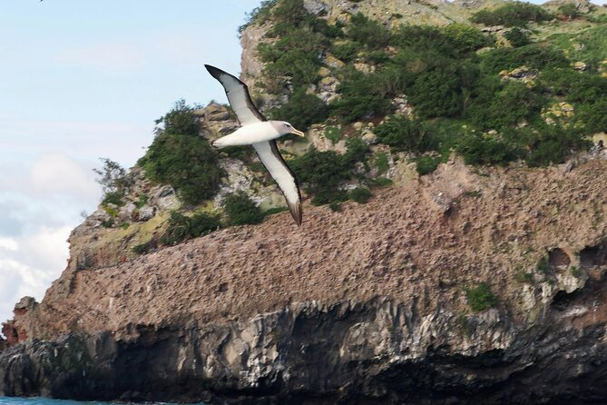 Albatross, seals, and sea birds-Wildlife Cruise - Price and value: $105.50 for a focused, guided wildlife session