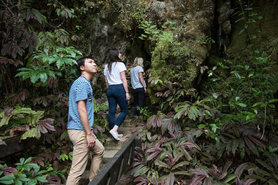Aranui Cave 1-Hour Guided Tour - Cave weta at the entrance: the wildlife moment you can count on