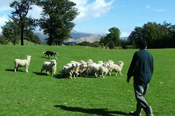 Arthur's Pass and TranzAlpine Train Day Tour from Christchurch - Toby Hill Farm: sheepdogs, shearing, and late-afternoon tea