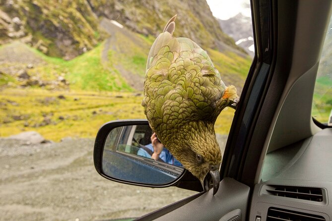 Arthur’s Pass Day Tour From Christchurch via Castle Hill - Arthur’s Pass National Park: waterfalls, beech forest, and a real shot at Kea