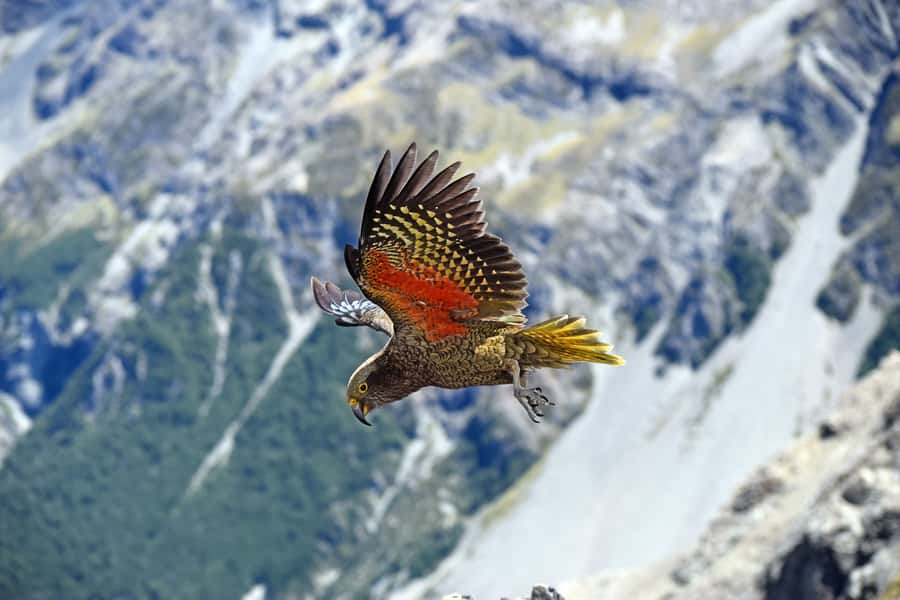Arthur's Pass: TranzAlpine Train and Castle Hill Day Tour - On the train: use your headphones, WiFi, and the best window time
