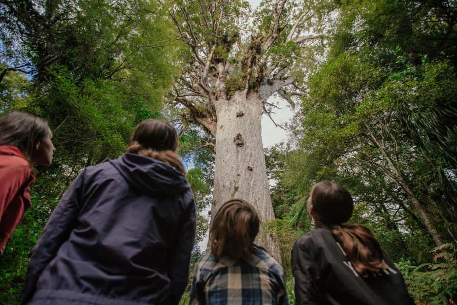 Auckland: 2-Day Bay of Islands Small Group Tour with Cruise - Opononi Beach stop, a breather before the big history