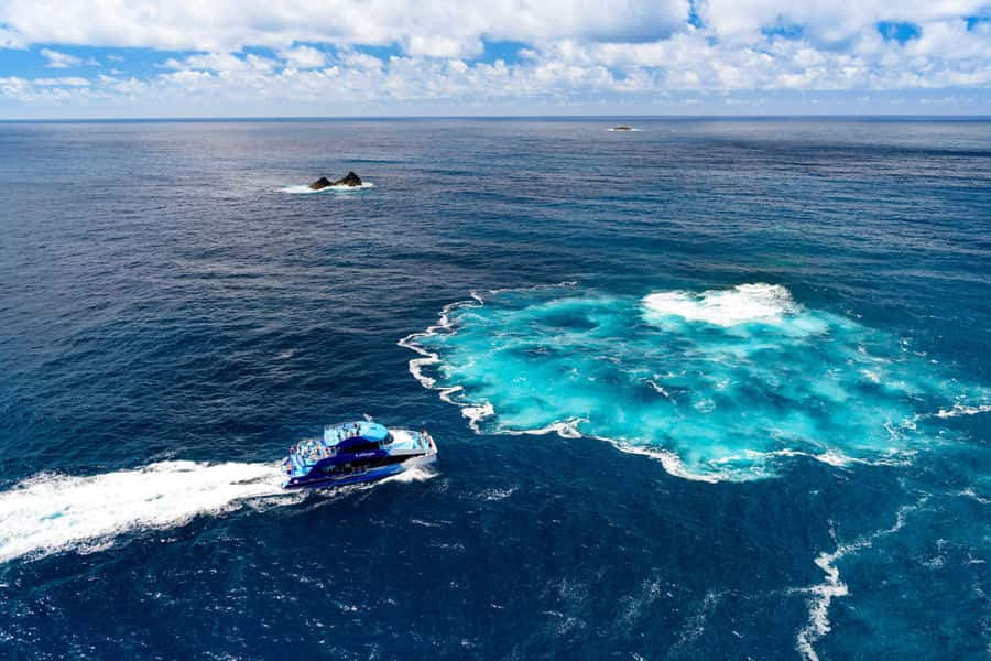 Auckland: Bay of Islands Day Tour with Dolphin Cruise - Dolphins and whales: how to set expectations without killing the fun