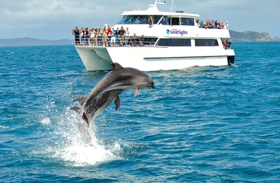 Auckland: Bay of Islands Day Tour with Dolphin Cruise - Price and value: what $283 buys you in the real world