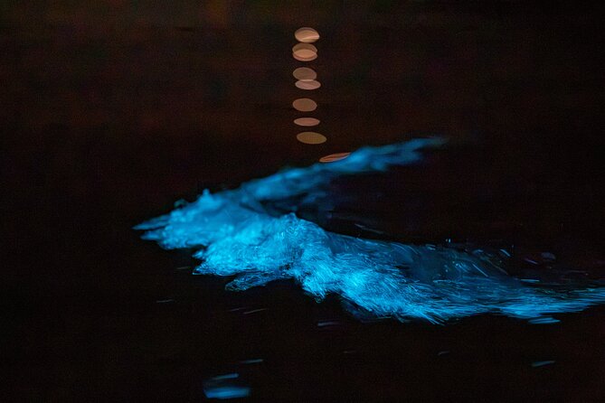 Auckland Bioluminescence Kayak Tour - The blue glow and how to get good photos without wasting the moment
