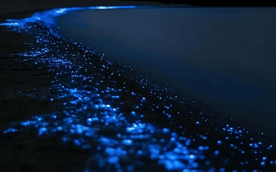 Auckland: Bioluminescence Kayak Tour with Guide - Why Small Groups Matter on a Night Paddle