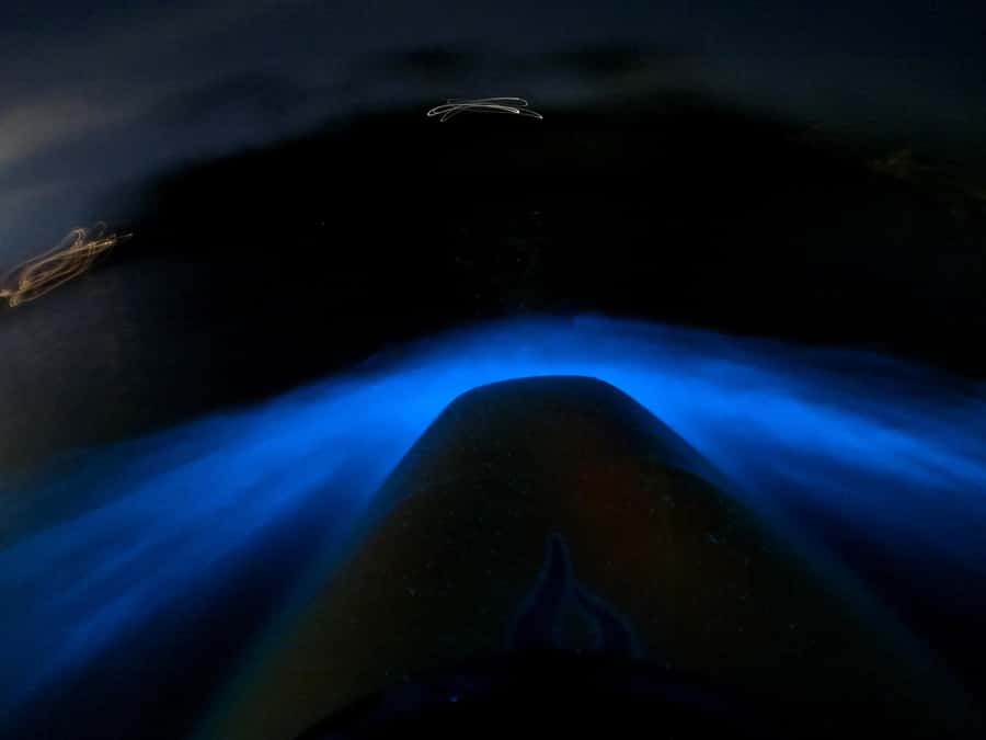 Auckland: Bioluminescence Kayak Tour with Guide - Price and Value: Is $71 for Two Hours Worth It?