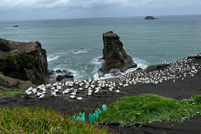 Auckland City and West Coast Black Sand Beach Full Day Tour - How the Day Gets You Past Auckland Without the Hassle