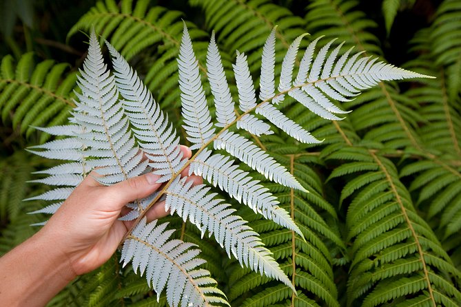 Auckland City and West Coast Full Day Tour - Devonport, Parnell, Harbour Bridge, and Rangitoto: The City Drive That Sells Auckland