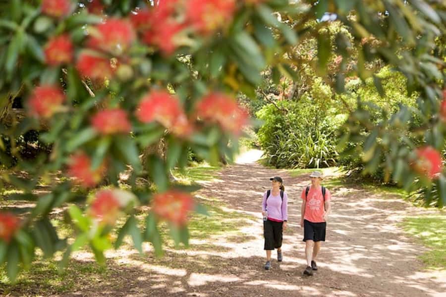 Auckland City and West Coast Luxury Tour - Key things to know before you go
