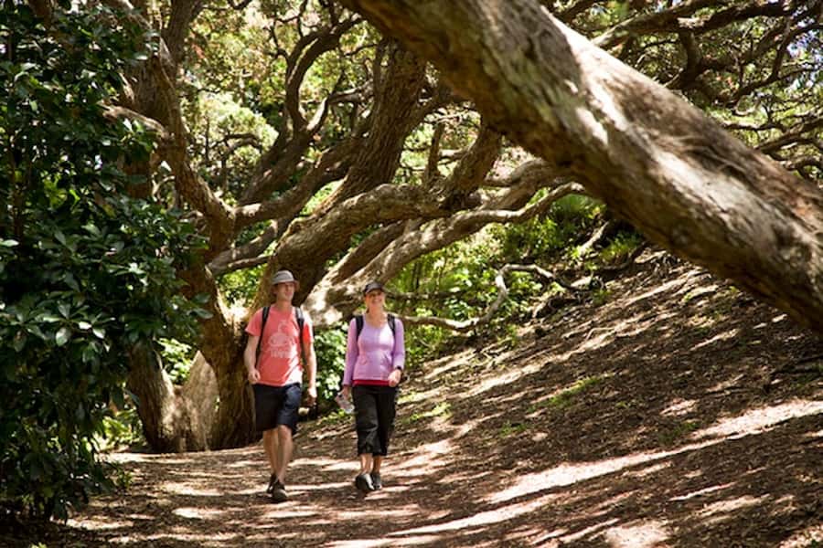 Auckland City and West Coast Luxury Tour - Auckland Domain and the museum area: volcano views first