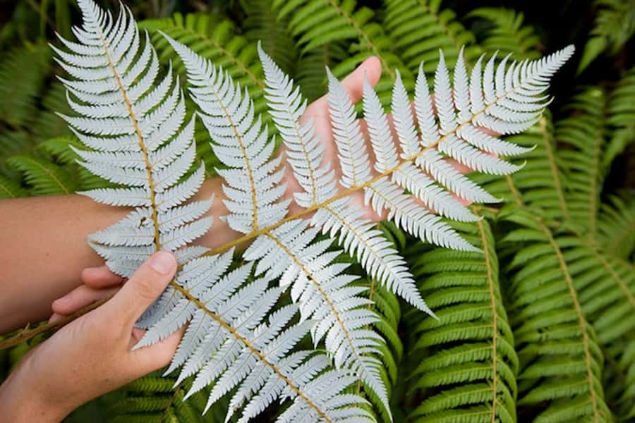 Auckland City and West Coast Luxury Tour - Mission Bay and Hauraki Gulf: the beach stop that feels like a break