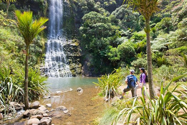 Auckland City and West Coast Luxury Tour - Black-sand beaches and surf, plus the plant names you will remember