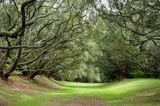 Auckland City Discovery Experience - Private Tour From Auckland - Parnell Rose Gardens: a calm pause before you hit museum time