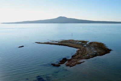 Auckland City & Native Forest Experience – Fully Guided Day Tour