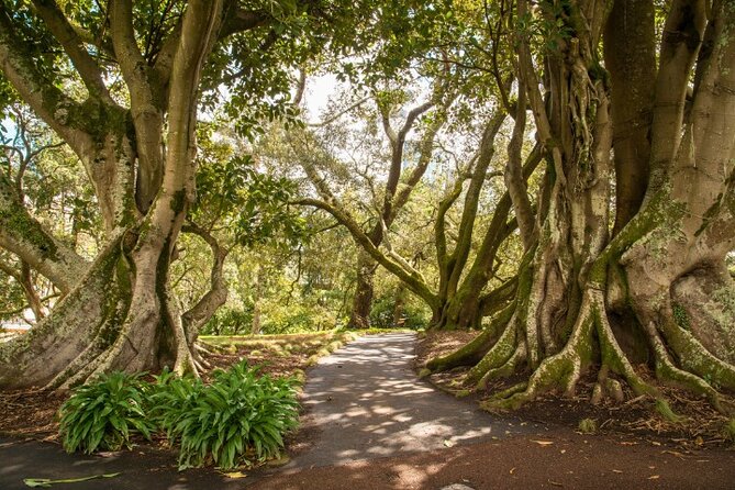 Auckland City Self Guided Walking Tour with an APP - Wairau Creek Pedestrian Bridge: a drawbridge you can watch (Stop 5)