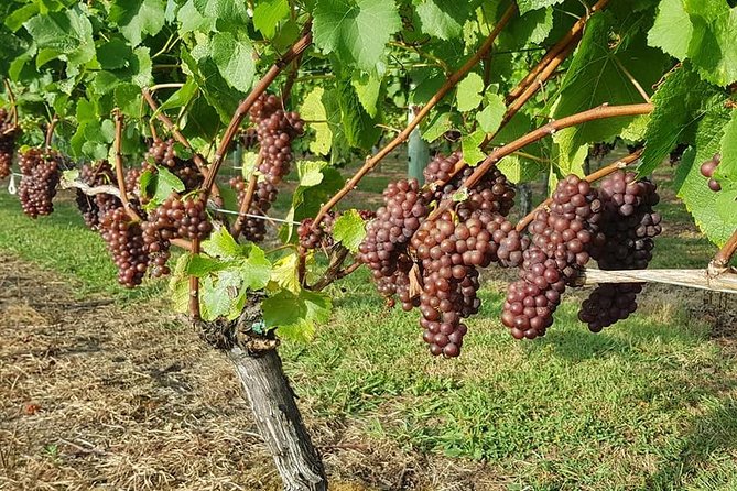 Auckland City Tour & Kumeu Wine Country Includes Wine Tastings & Lunch - Westbrook and Coopers Creek: two more tastings with time to breathe