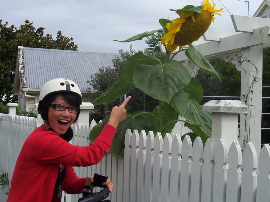 Auckland: Devonport Village Segway Tour - Devonport on a Segway: the setting that makes it worth $53