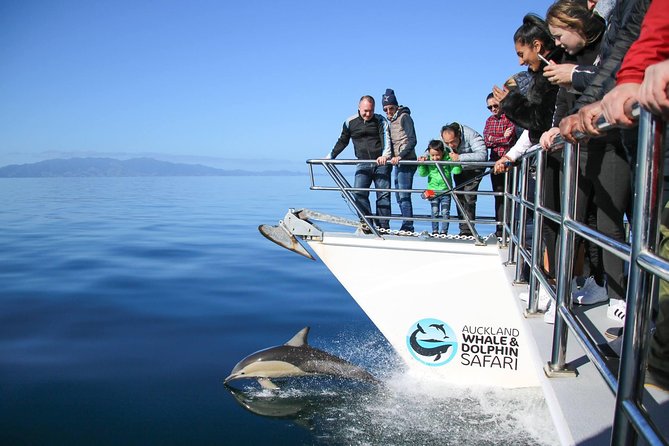 Auckland Dolphin and Whale Watching Eco-Safari Cruise - Who you can see: whales, dolphins, seals, blue penguins, and seabirds