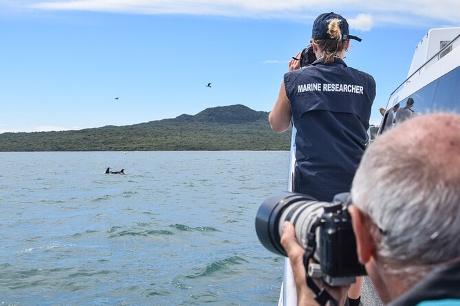 Auckland Dolphin and Whale Watching Eco-Safari Cruise - Stop-by-stop: what each part of the route gives you