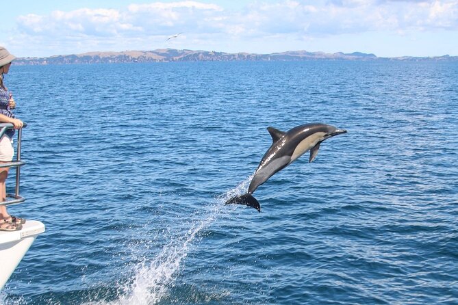 Auckland Dolphin and Whale Watching Eco-Safari Cruise - Marine research commentary that actually helps you spot