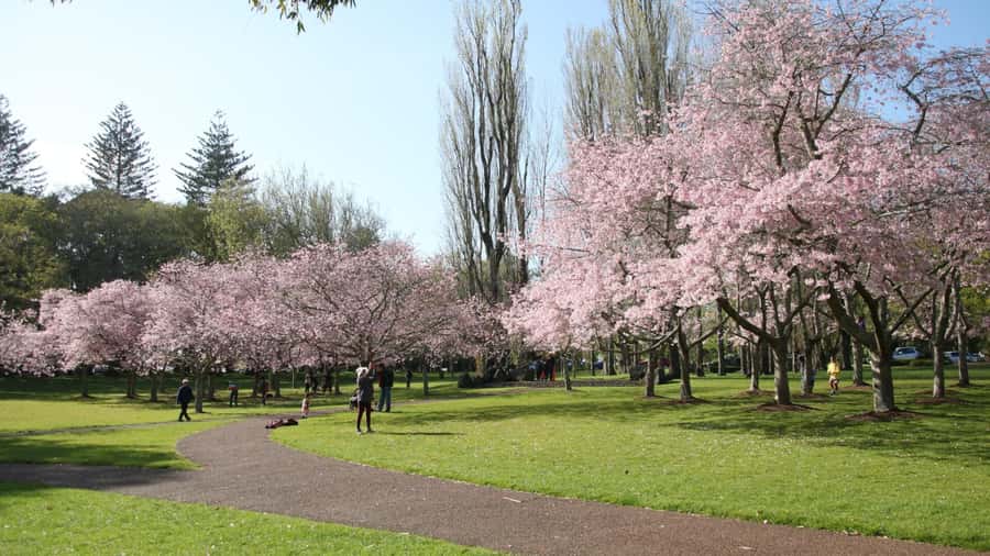 Auckland: Full-Day City Tour - One Tree Hill and Auckland Domain, a Classic Two-Stop City Orientation