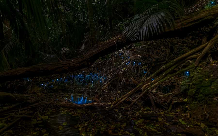 Auckland: Inner-City Glowworm Experience in Ancient Volcano - Key takeaways before you go
