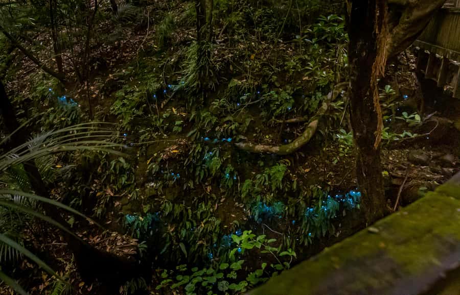 Auckland: Inner-City Glowworm Experience in Ancient Volcano - Seeing glowworms in the open: what to expect (and why it feels special)