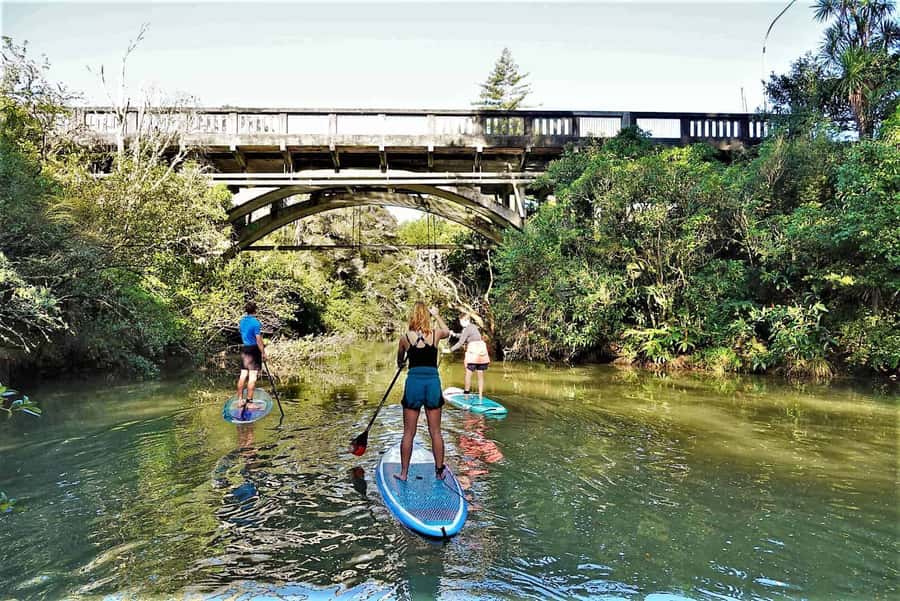 Auckland: Lucas Creek Waterfall SuP Tour - Paddling Albany’s Quiet Waterways: Mangroves, Shoreline Stops, and Wildlife Odds