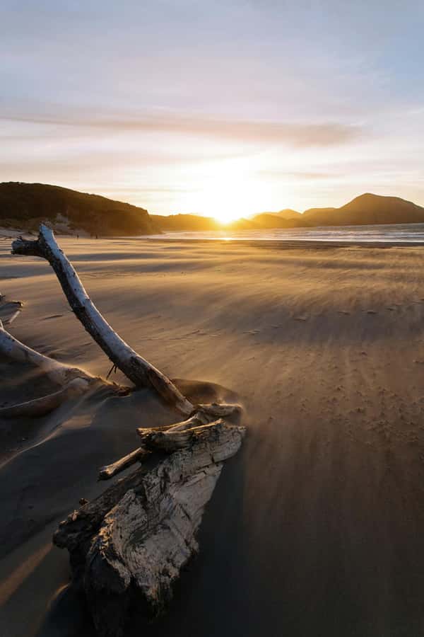 Auckland: Mt. Eden, Piha Beach & Karekare Private Tour - Arataki Visitor Centre: where rainforest meets ocean views